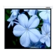 Технопапа · Экран для проектора Lumien Master Picture CSR 197x231см 100" Matte White LMP-100107CSR